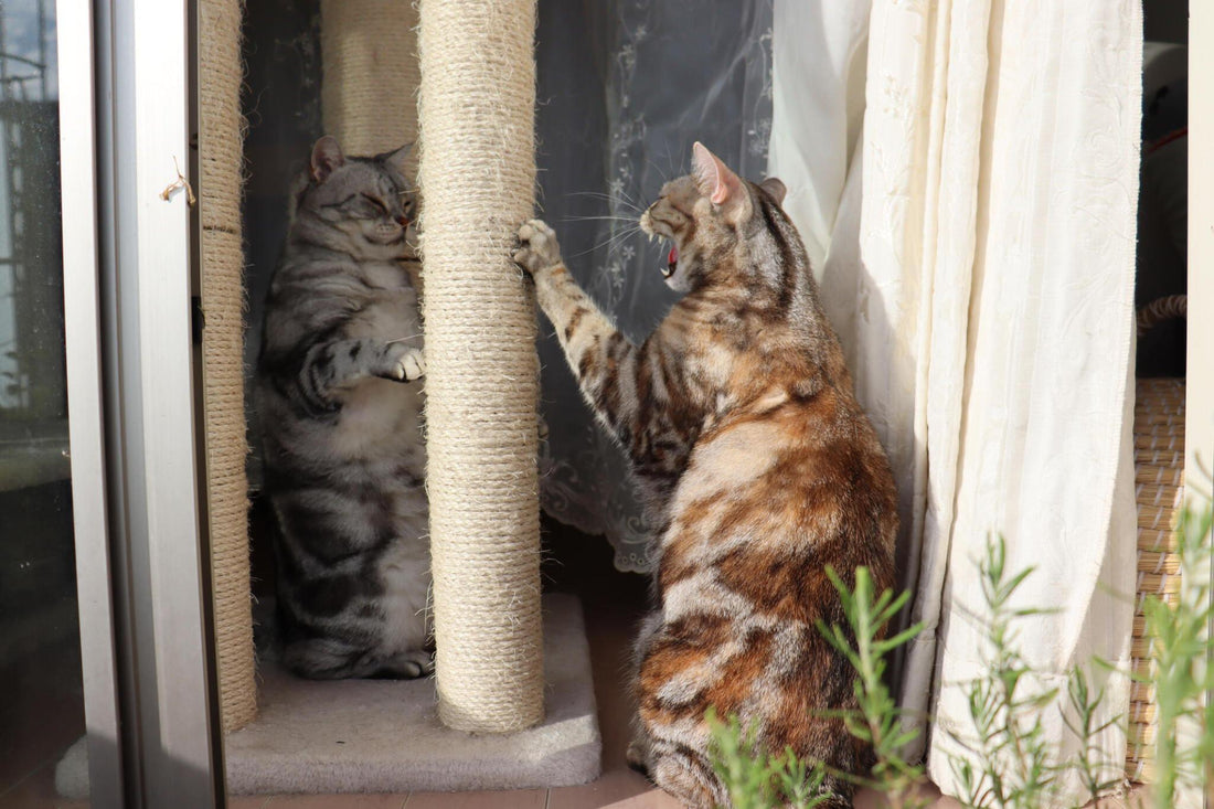 The Role of Cat Trees in Feline Exercise and Health