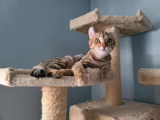 Themed Cat Trees: From Minimalist to Whimsical Designs