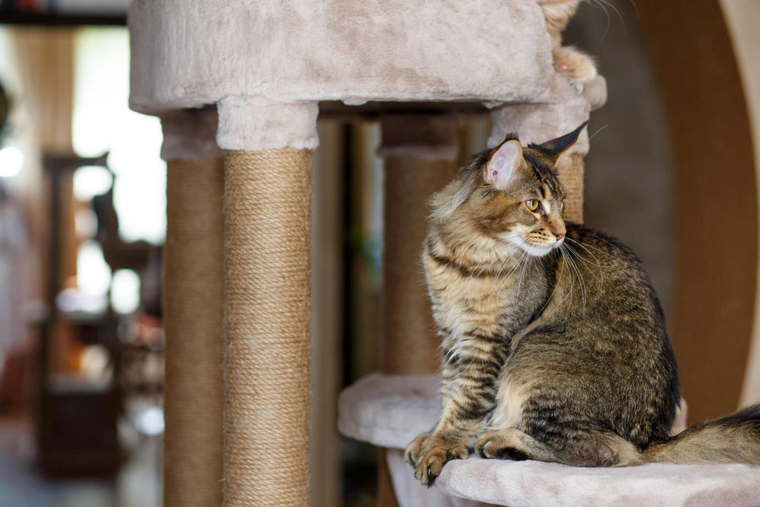 How to Train Your Cat to Use a Cat Tree