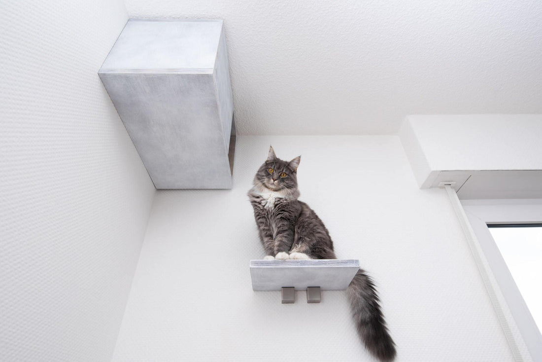 Wall-Mounted Cat Scratchers: A Creative Solution for Limited Spaces