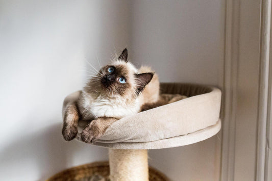 Accessorizing Your Cat Tree: Fun Add-Ons and Modifications